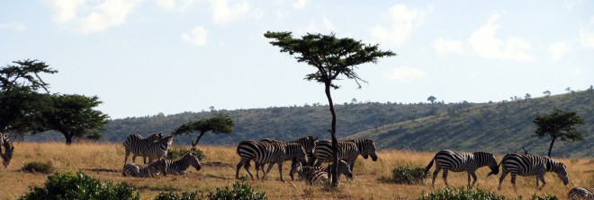 Afrika Savanne Wildlife Nationalpark Kenia Kenya Urlaub Tropen Traumurlaub