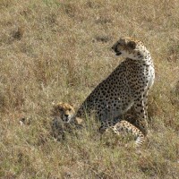 Afrika Savanne Wildlife Nationalpark Kenia Kenya Urlaub Tropen Traumurlaub